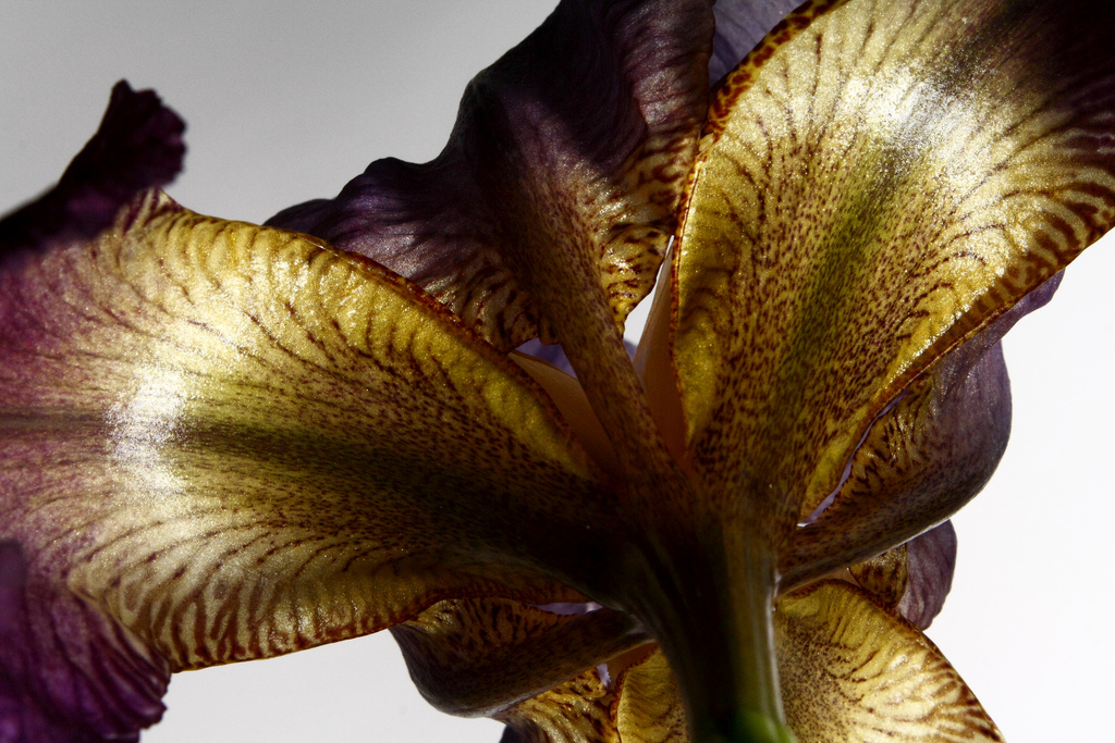 زنبق سنگونیا